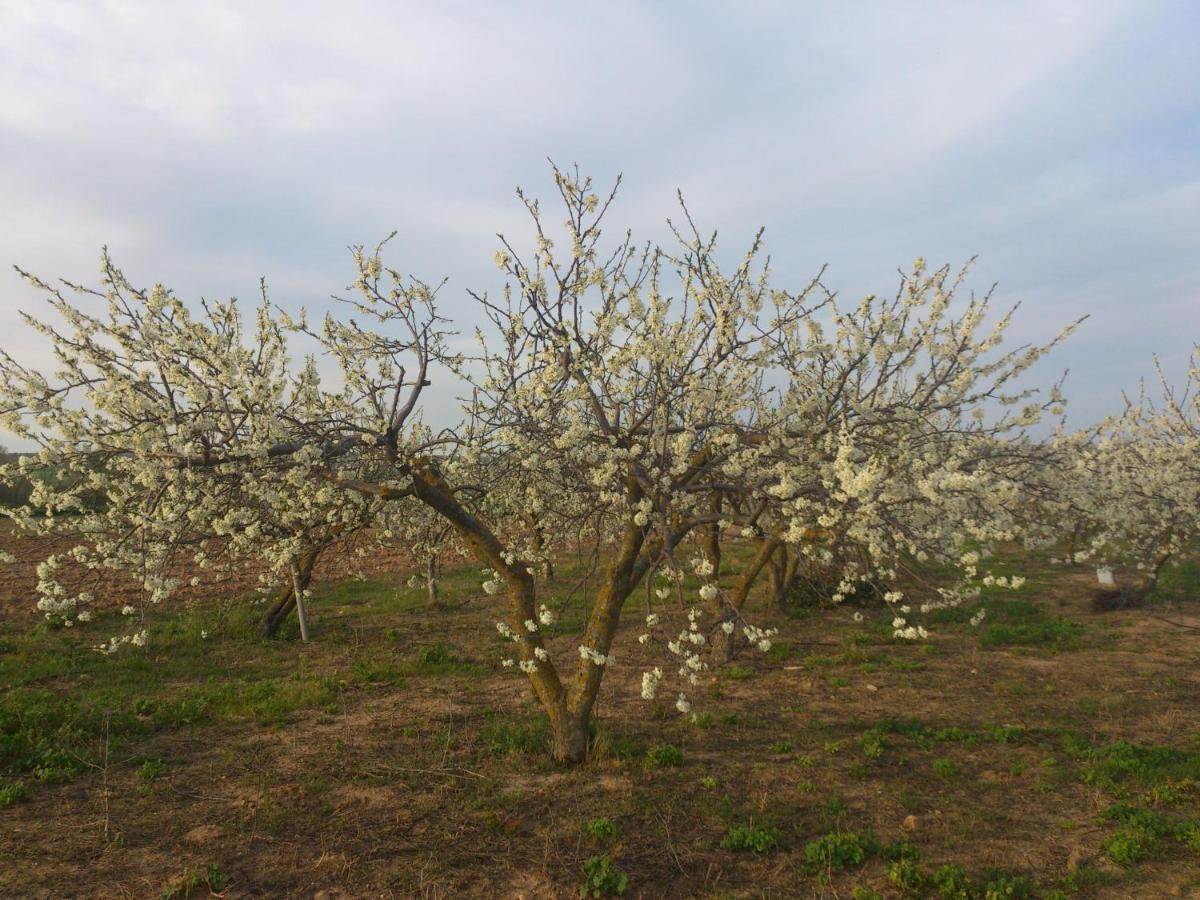 Posada La Reja Malpica de Tajo Εξωτερικό φωτογραφία